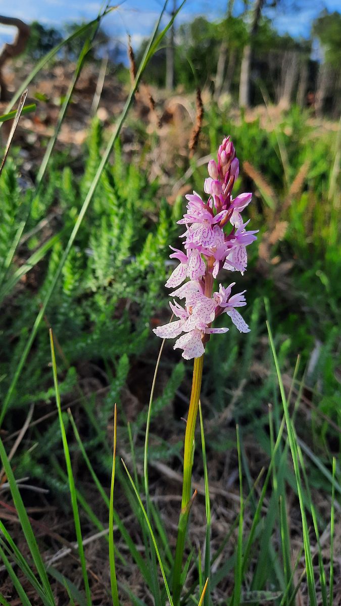 Dactylorhiza maculata subsp. ericetorum  - Mathilde Bach