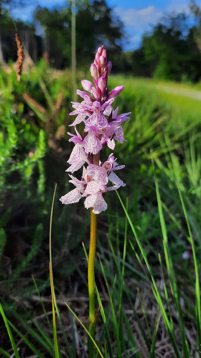 Dactylorhiza maculata subsp. ericetorum  - Mathilde Bach