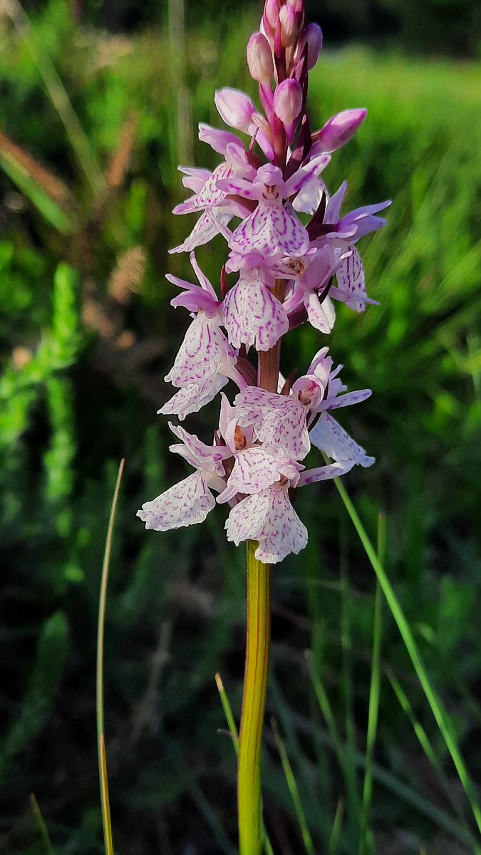 Dactylorhiza maculata subsp. ericetorum  - Mathilde Bach