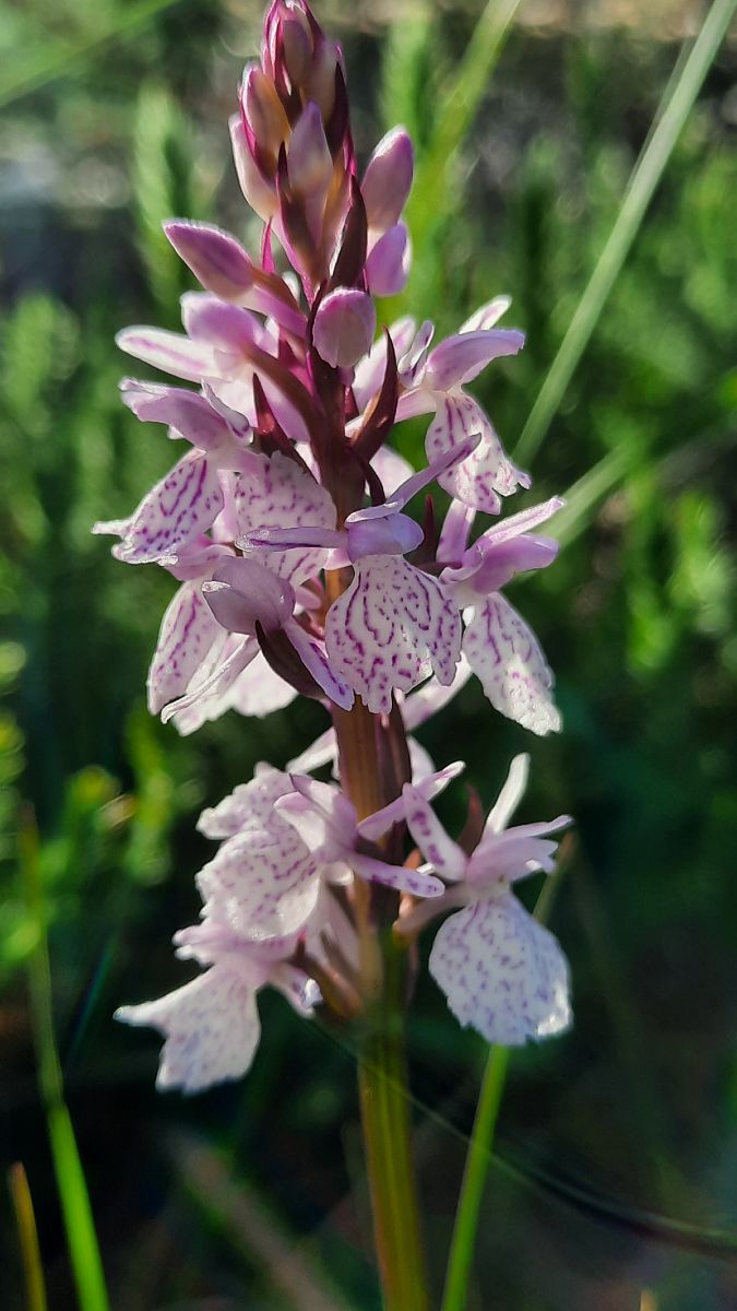 Dactylorhiza maculata subsp. ericetorum  - Mathilde Bach