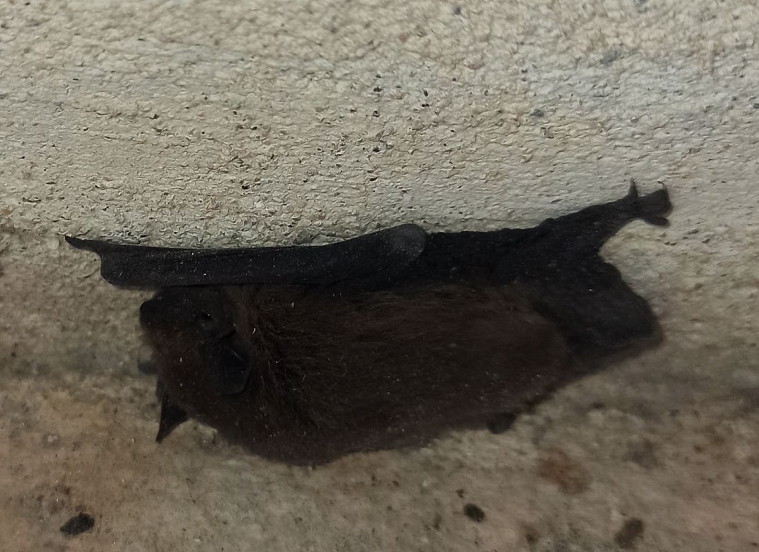 Pipistrellus sp.  - Monica Artale