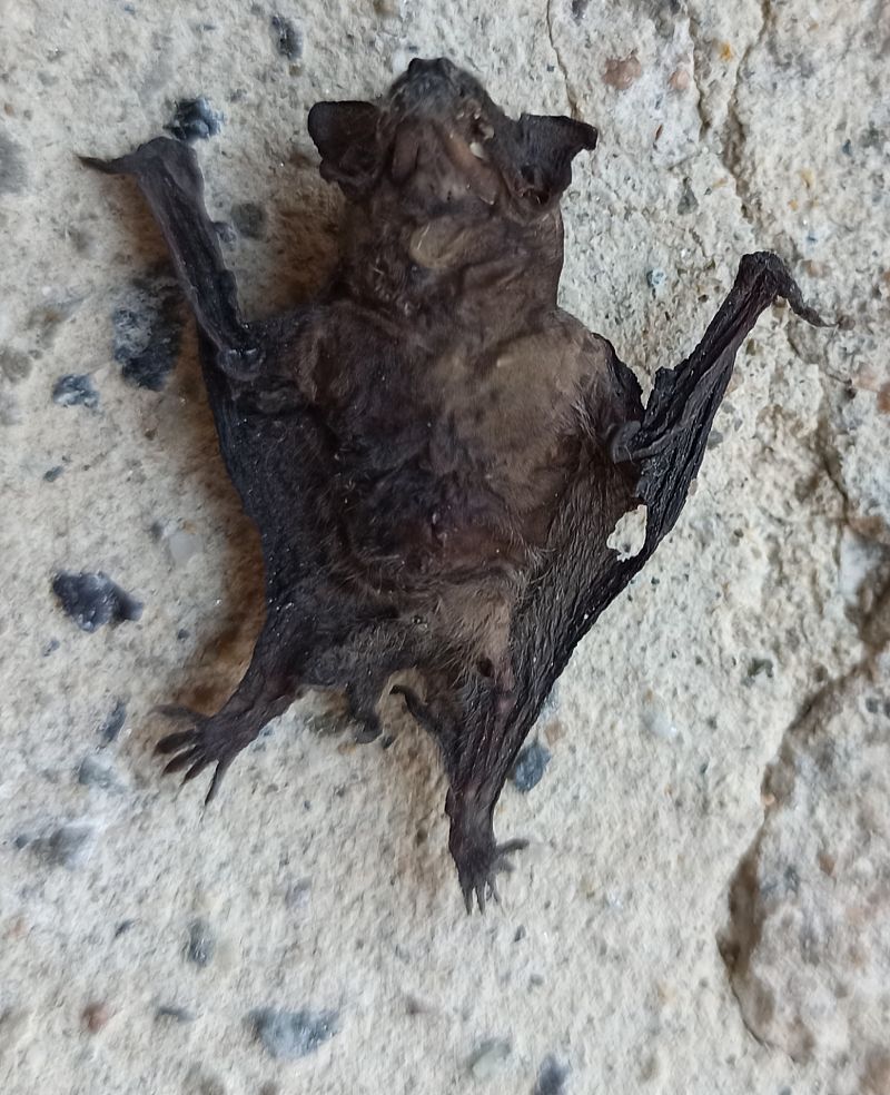 Pipistrellus sp.  - Monica Artale