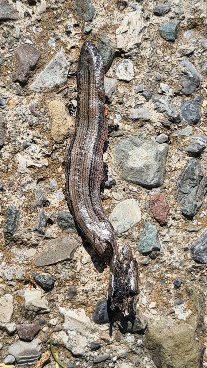 Orbettino (tutte le specie)  - Fabrizio Florit (FVG)