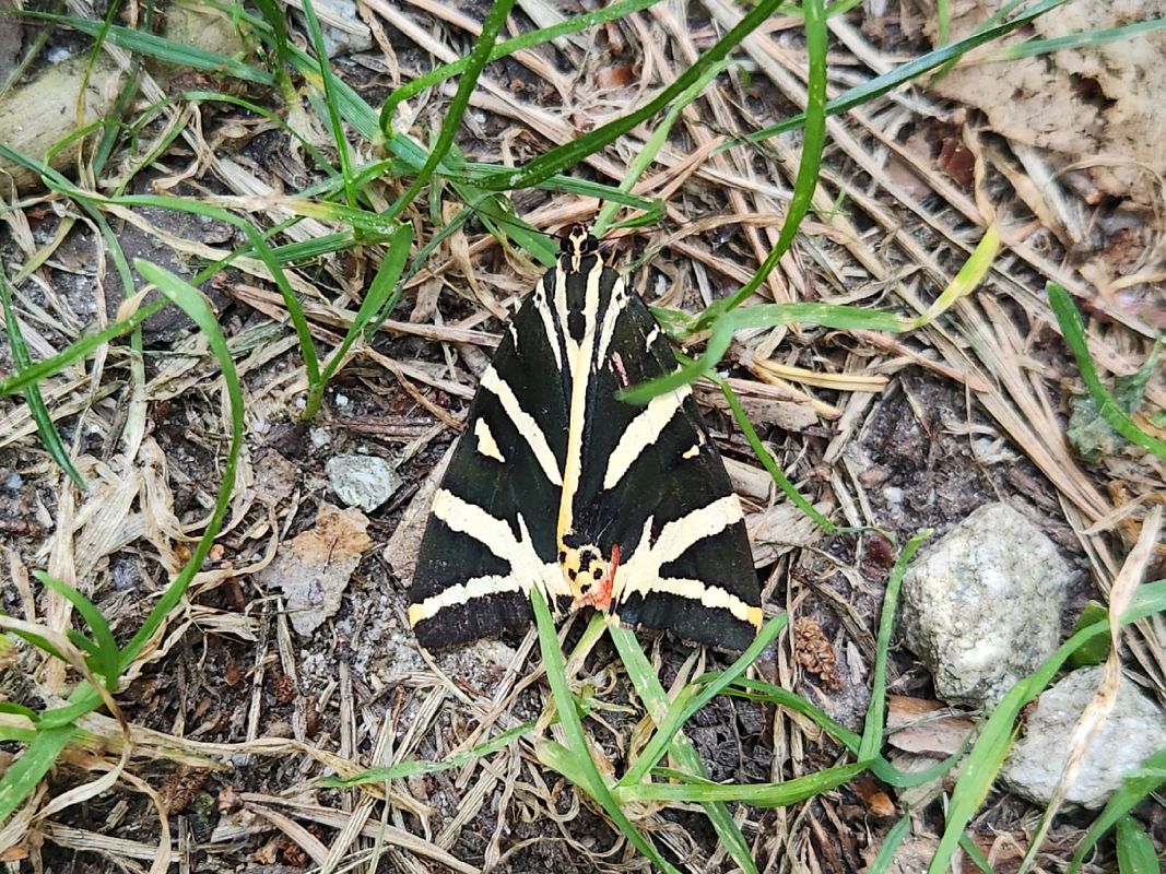Euplagia quadripunctaria  - Claudio Foglini