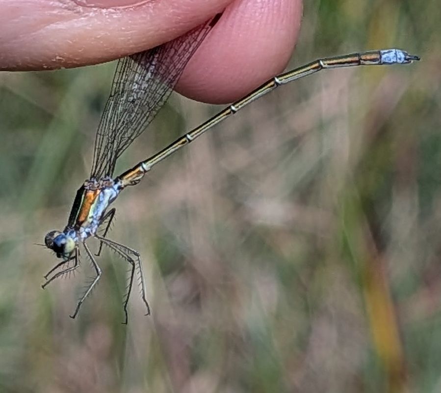 Lestes virens vestalis  - Andrea Verdelli