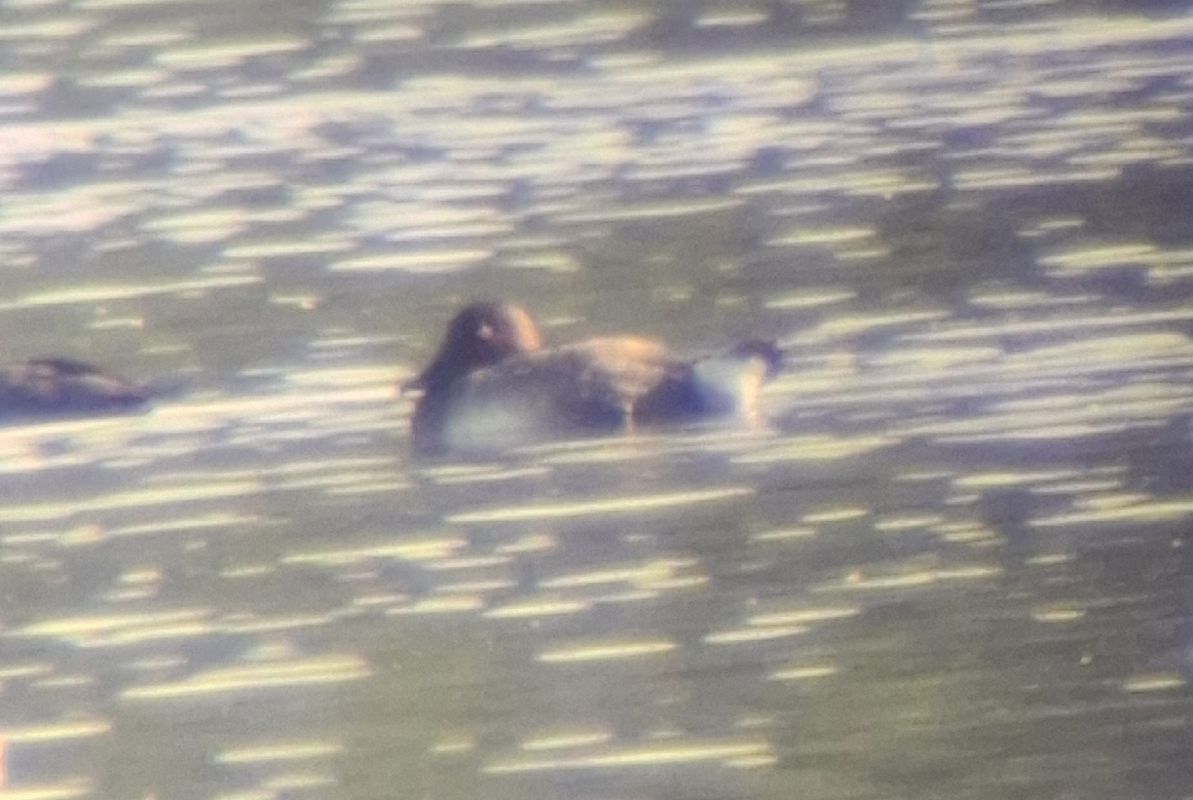 Ferruginous Duck  - Grzegorz Kaczorowski