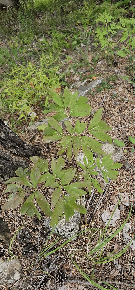 Cephalanthera damasonium  - Claire Perrachon