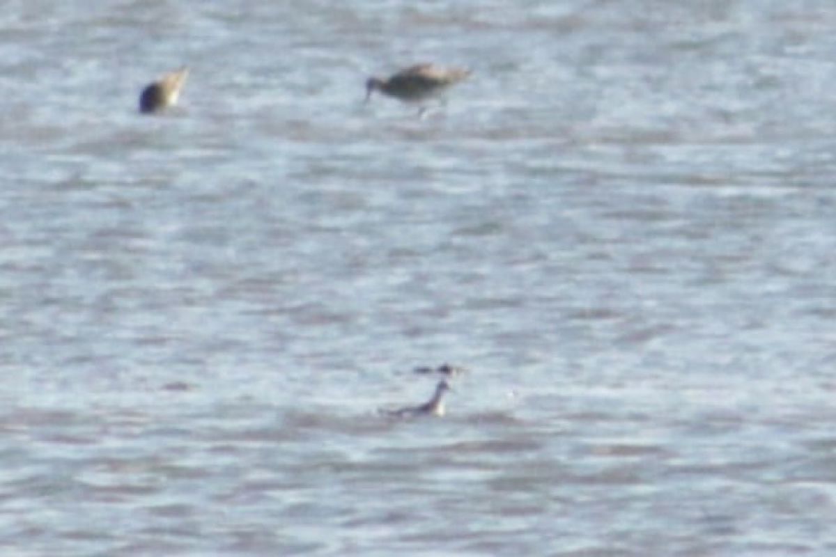 Phalarope à bec étroit  - Oskar Henig