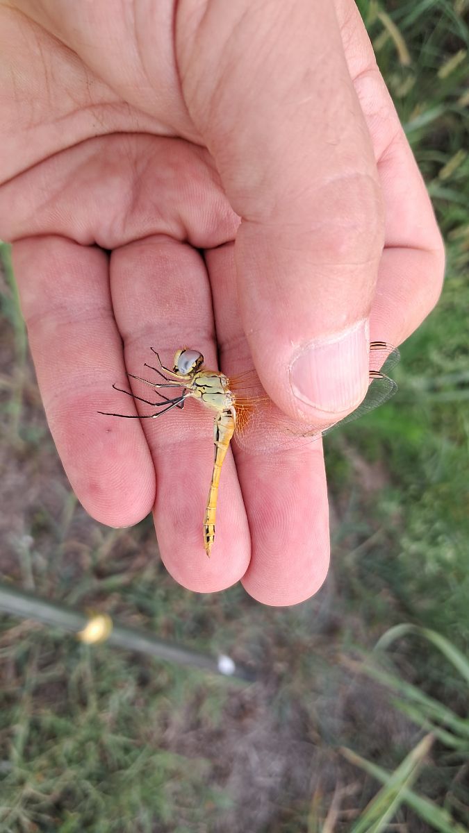 Sympetrum fonscolombei  - Roberto Fabbri