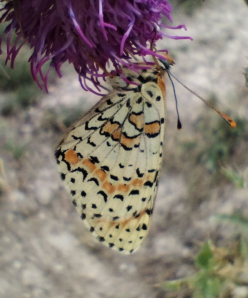 Melitaea didyma  - Marco Cortemiglia