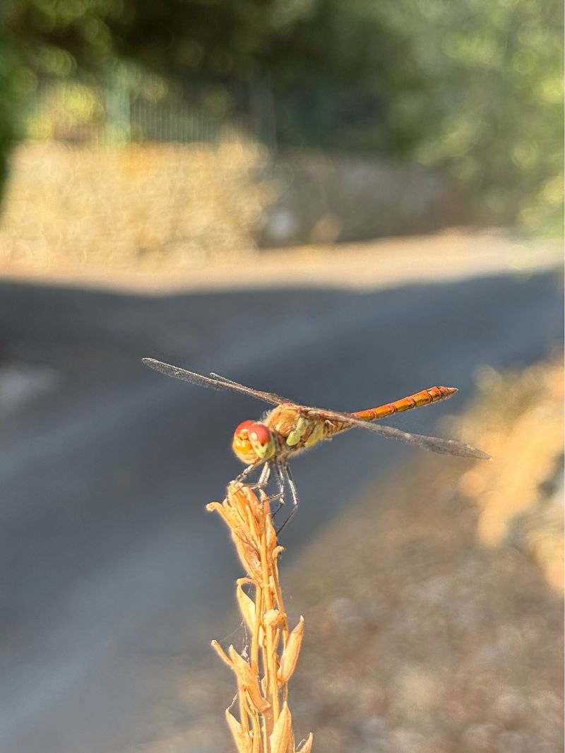 Sympetrum striolatum  - Andrea Galimberti