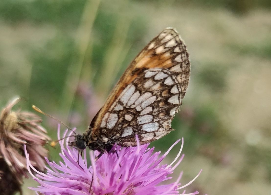 Melitaea athalia  - Marco Cortemiglia