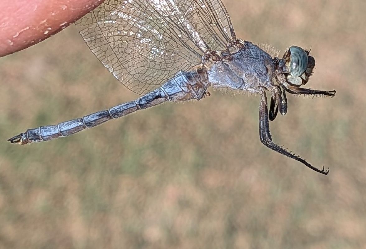 Orthetrum coerulescens  - Andrea Verdelli