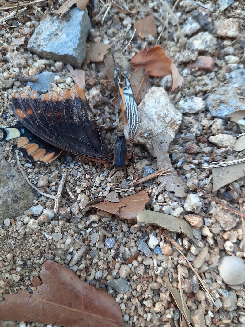 Charaxes jasius  - Michele Coppola