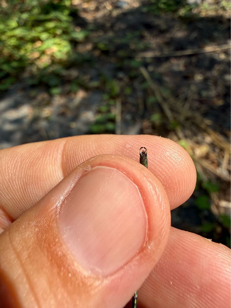 Chalcolestes viridis  - Andrea Galimberti