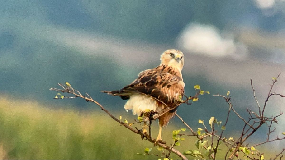 Long-legged Buzzard  - Maciej Aleksandrowicz