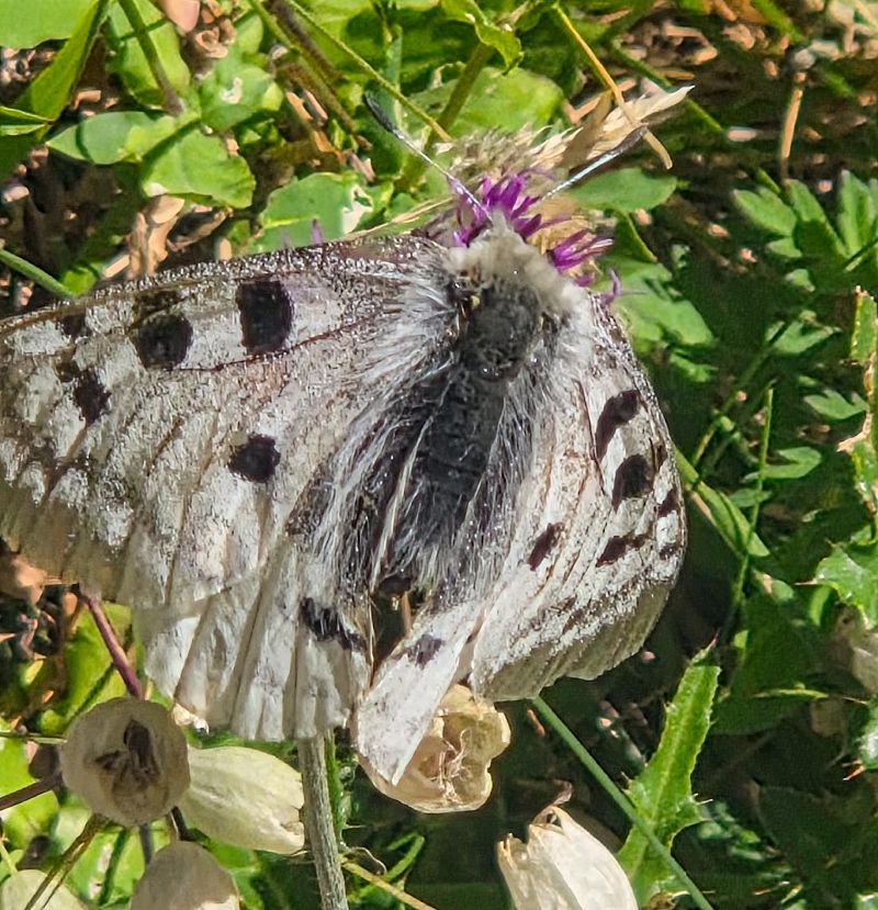 Parnassius apollo  - Luca Mezzomo