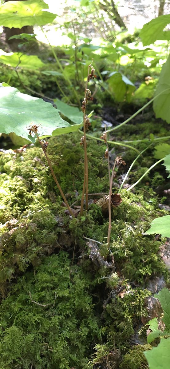 Epipogium aphyllum  - Michel Robin