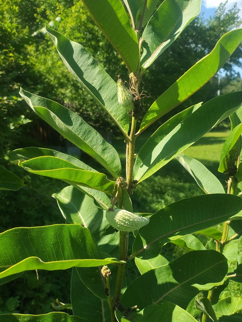 Asclepias syriaca  - Maria Festa (FVG)