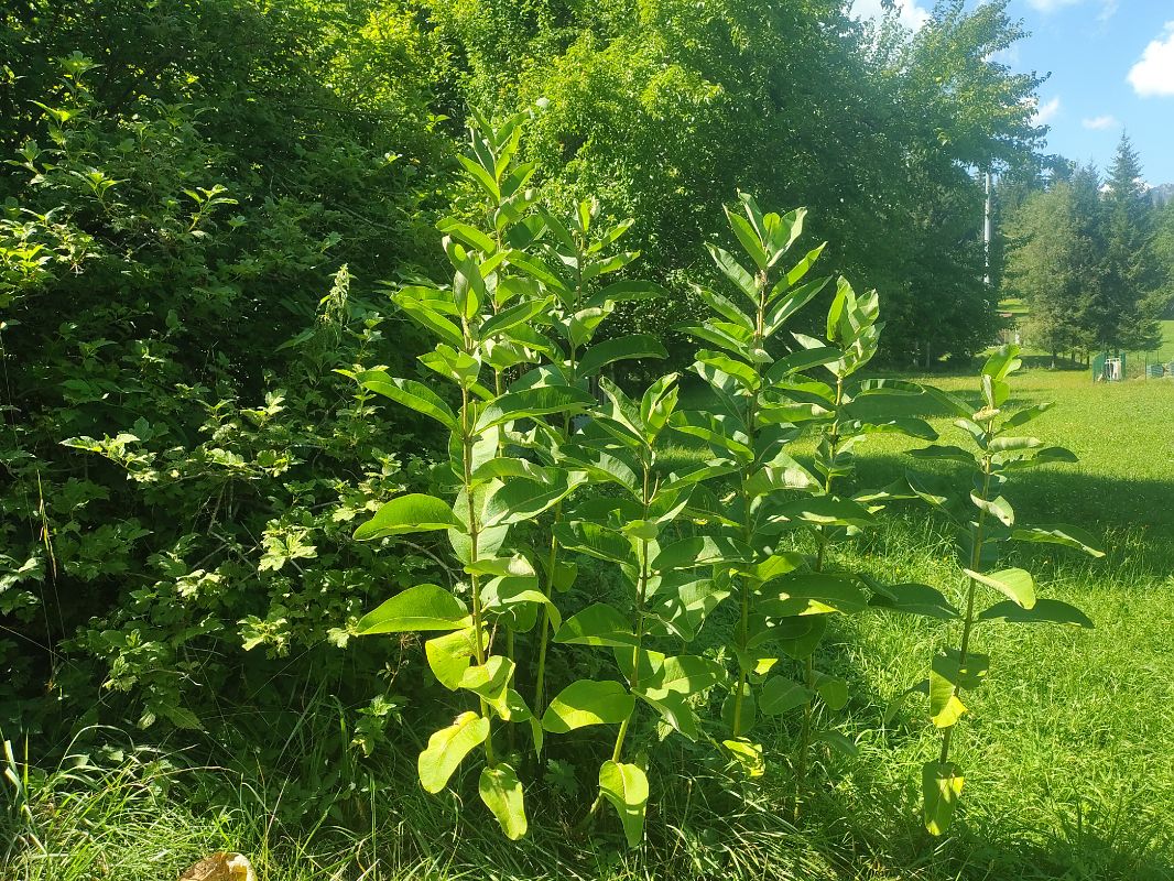 Asclepias syriaca  - Maria Festa (FVG)