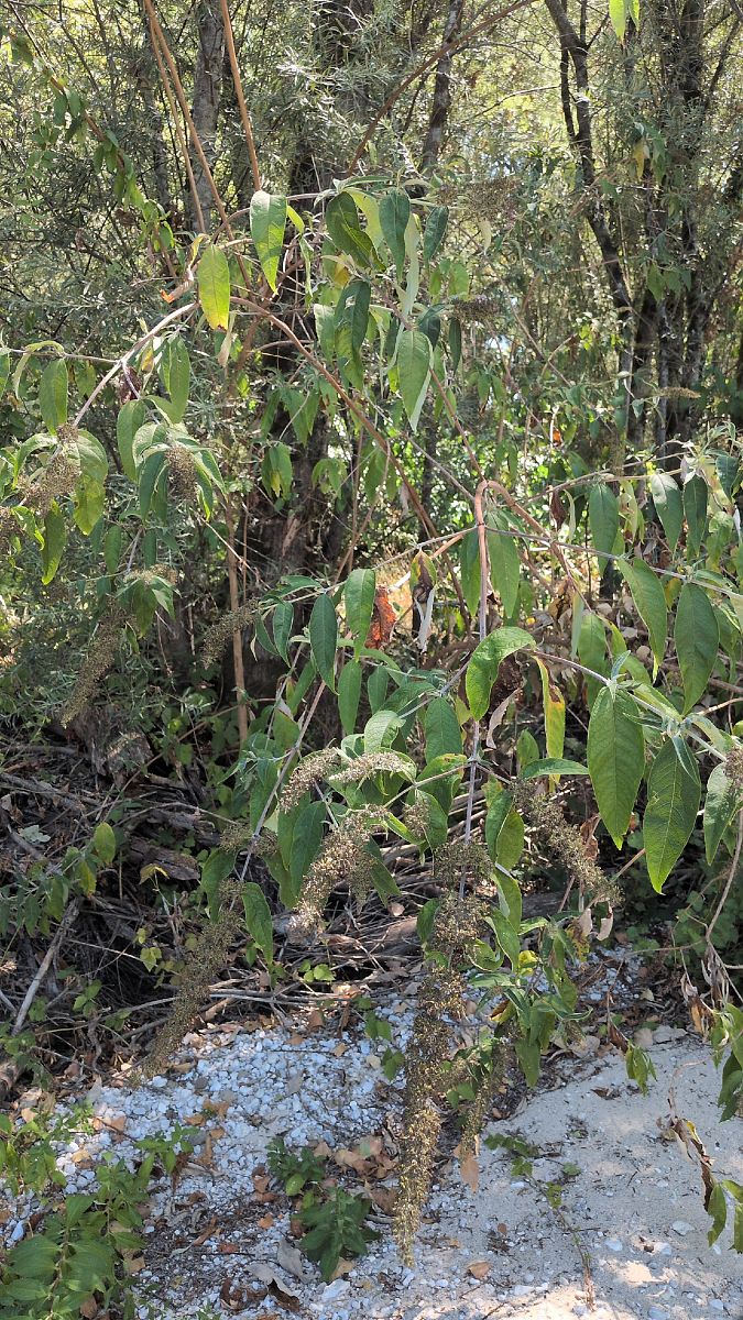 Buddleja davidii  - Paolo Del Mestre (FVG)