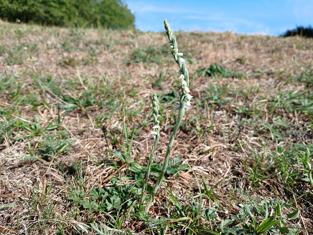 Spiranthes spiralis  - Alain Falvard