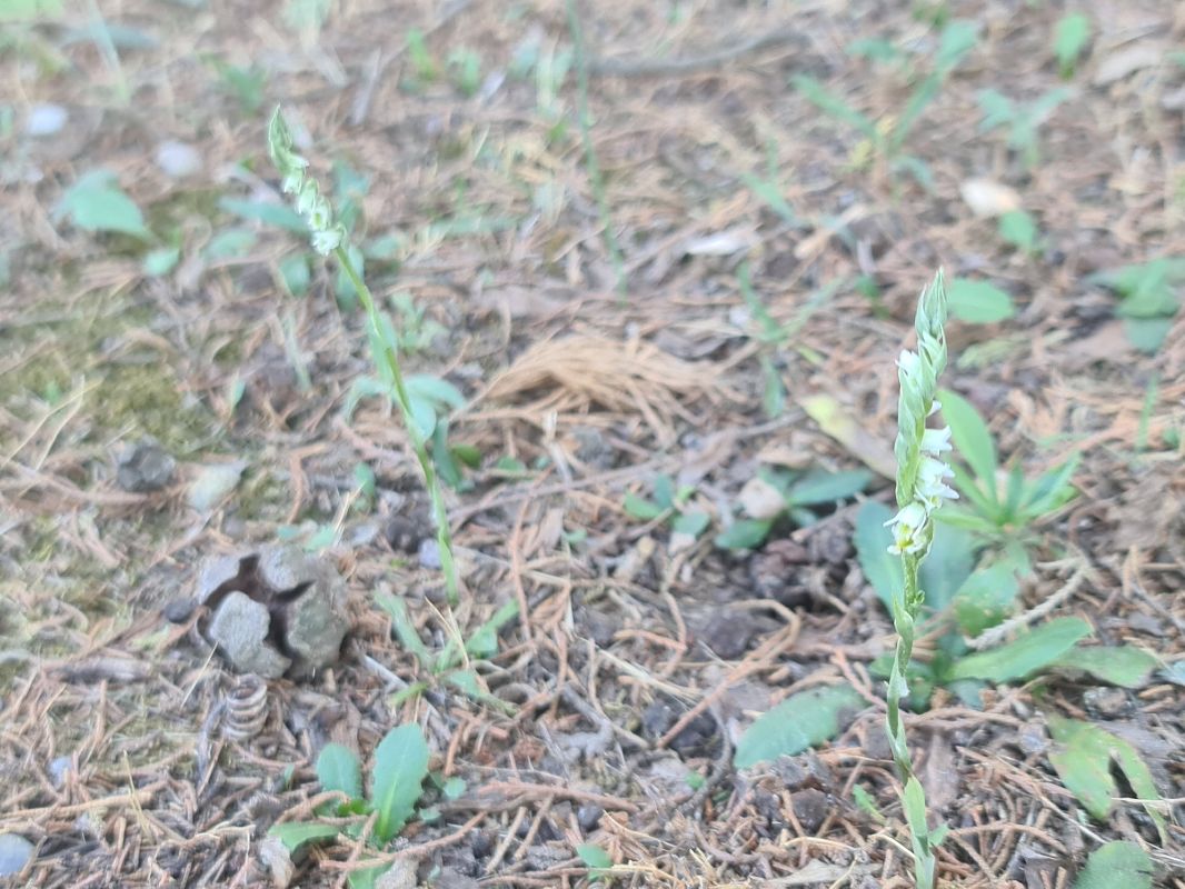 Spiranthes spiralis  - Christian Fleury