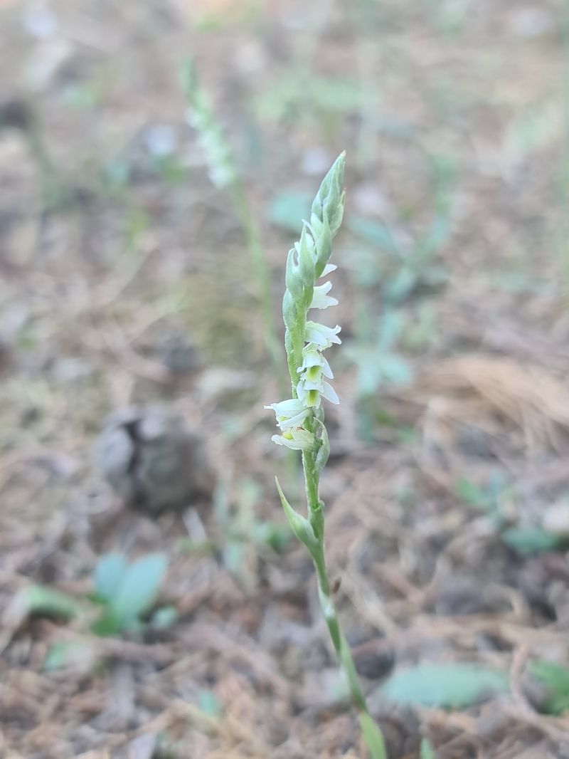 Spiranthes spiralis  - Christian Fleury