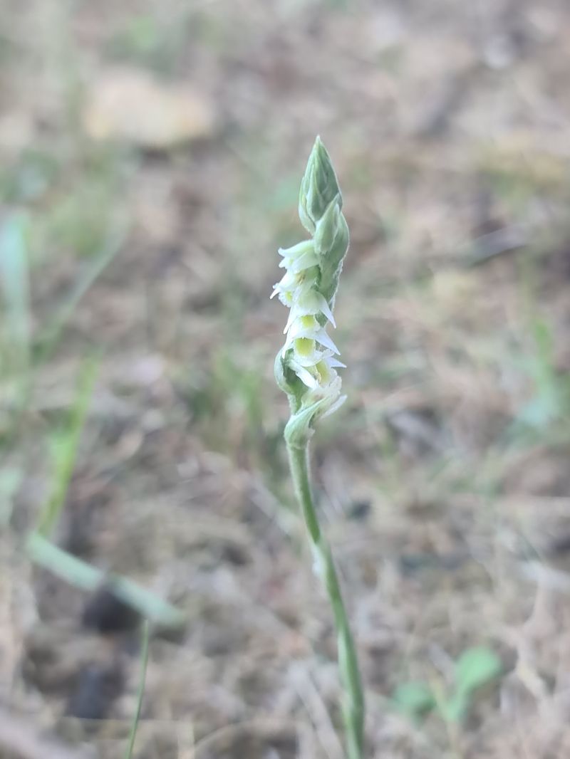 Spiranthes spiralis  - Christian Fleury