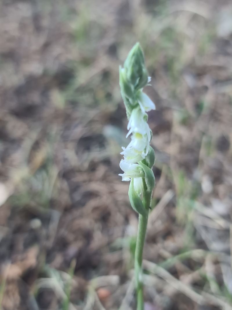 Spiranthes spiralis  - Christian Fleury