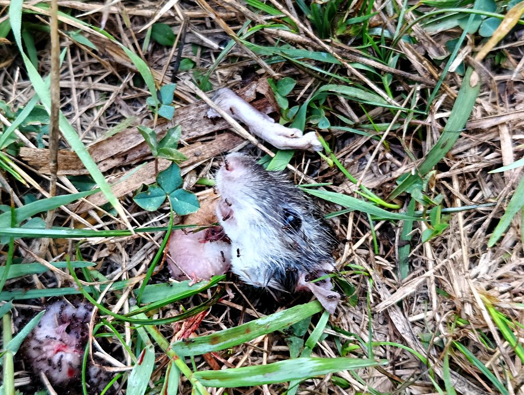 Ratto delle chiaviche / nero  - Erika Mero