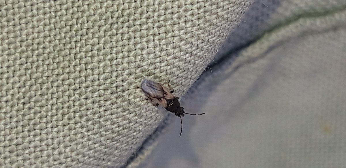 Metopoplax ditomoides  - Michele Cento