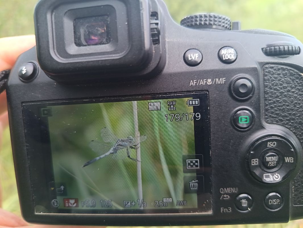 Orthetrum albistylum  - Tiziano Fiorenza (FVG)
