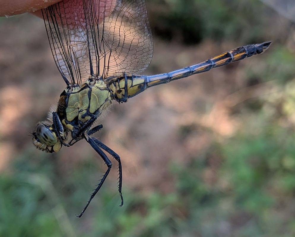 Orthetrum cancellatum  - Andrea Verdelli