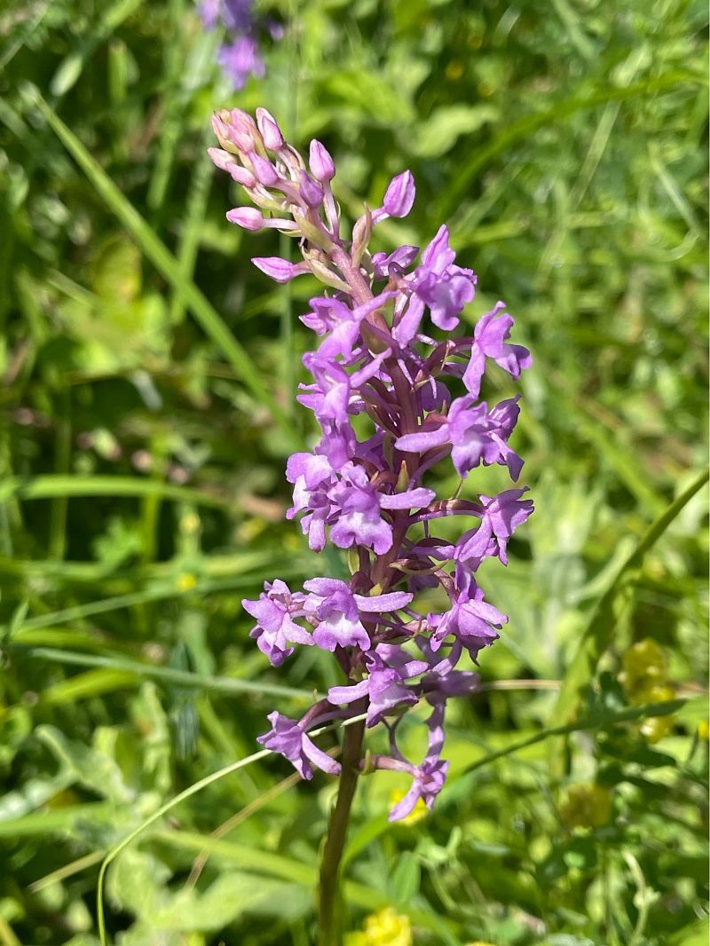 Gymnadenia conopsea  - Erwan Leherisse