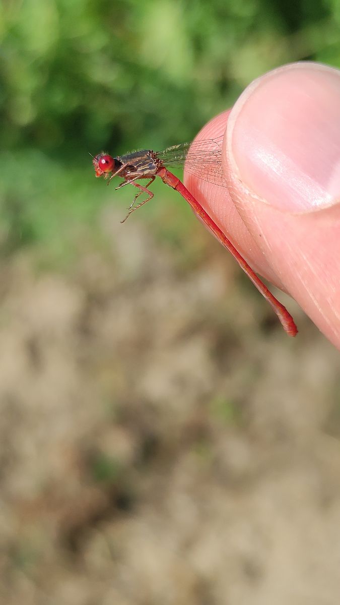 Ceriagrion tenellum  - Alessandro Pavesi
