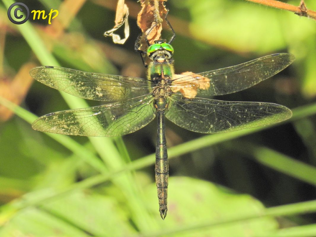 Somatochlora meridionalis  - Mario Paloni