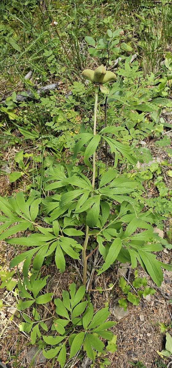 Cephalanthera damasonium  - Claire Perrachon
