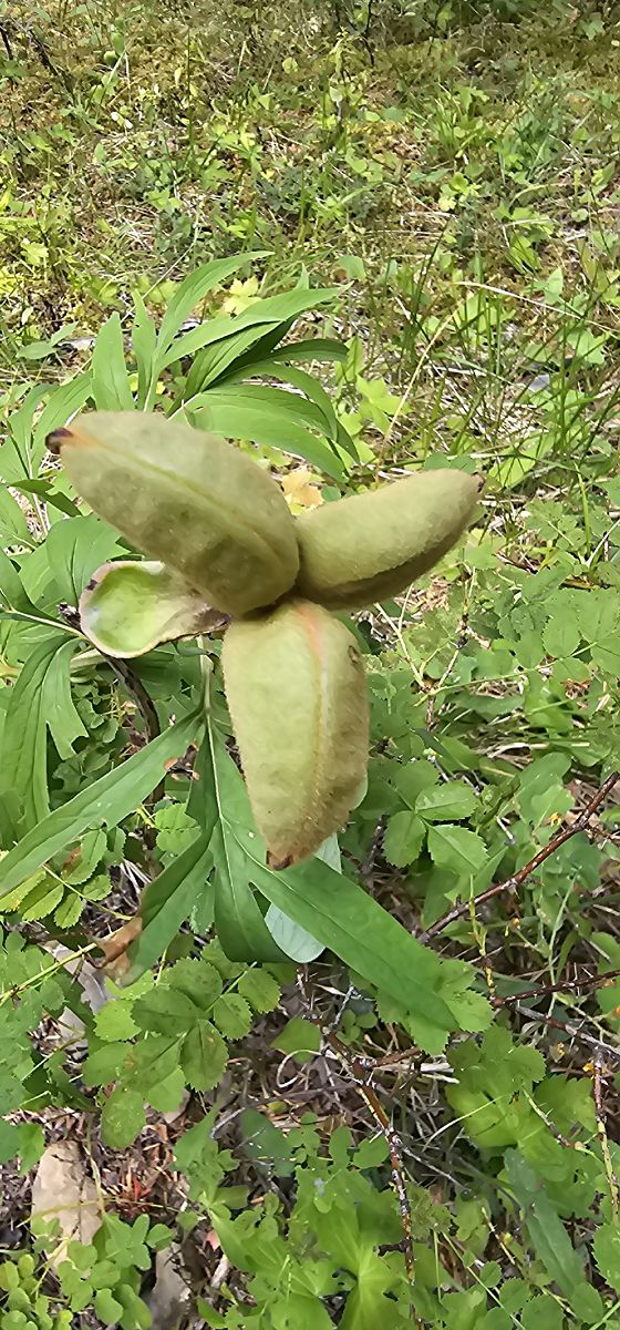 Cephalanthera damasonium  - Claire Perrachon