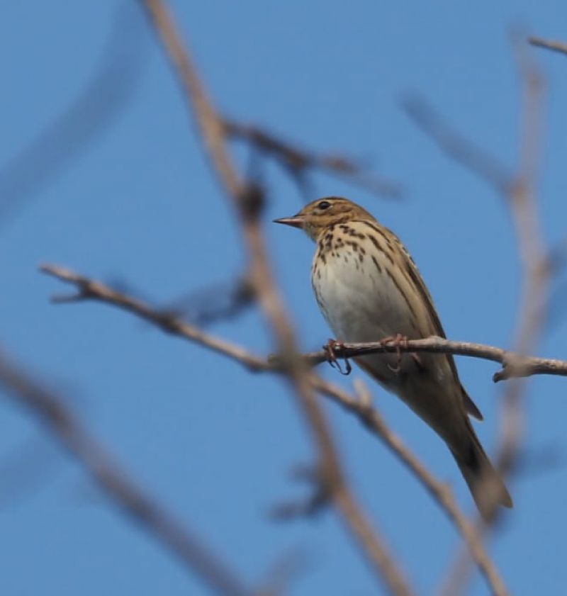 Piula dels arbres  - anònim