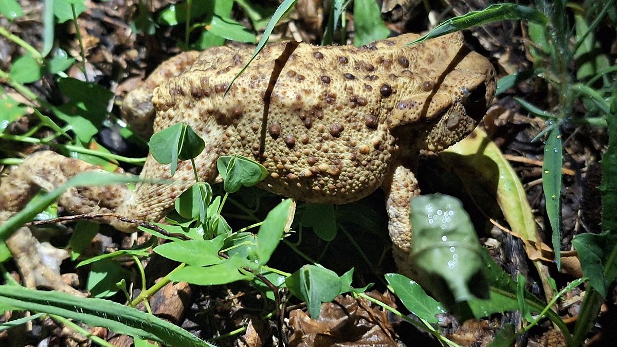Rospo comune  - Renato Cottalasso
