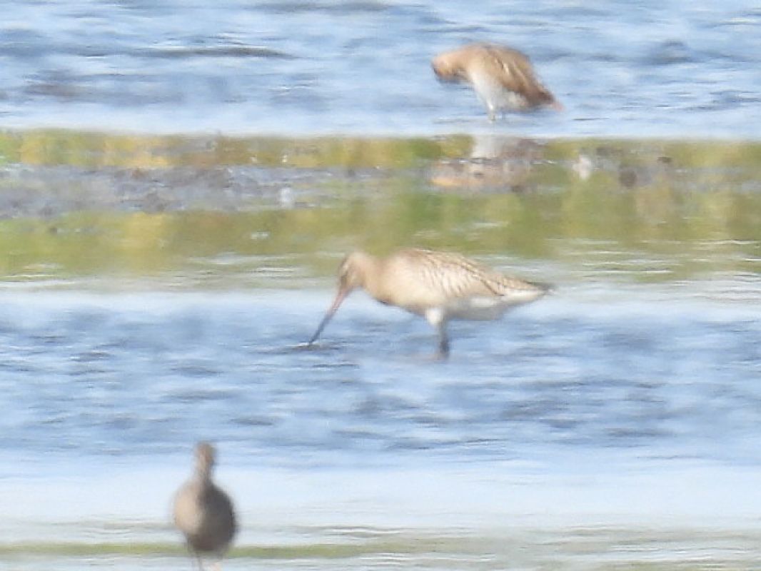 Bar-tailed Godwit  - Kacper Mikulski