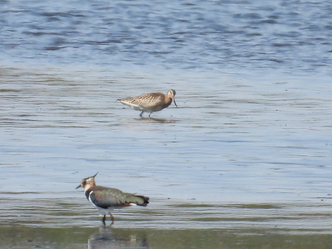 Bar-tailed Godwit  - Kacper Mikulski