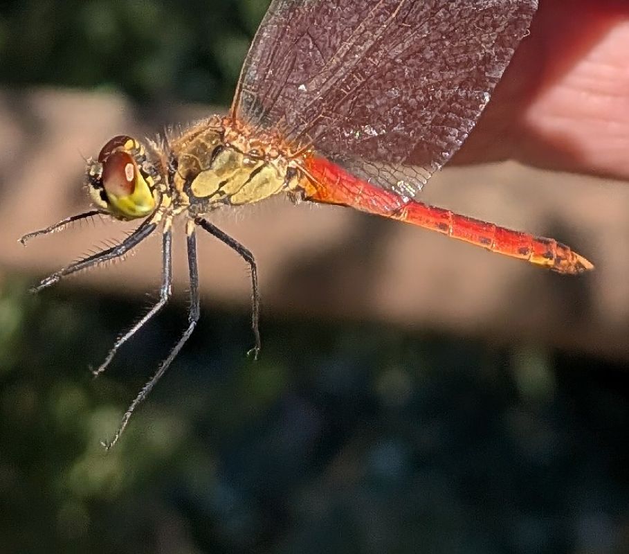 Sympetrum depressiusculum  - Andrea Verdelli