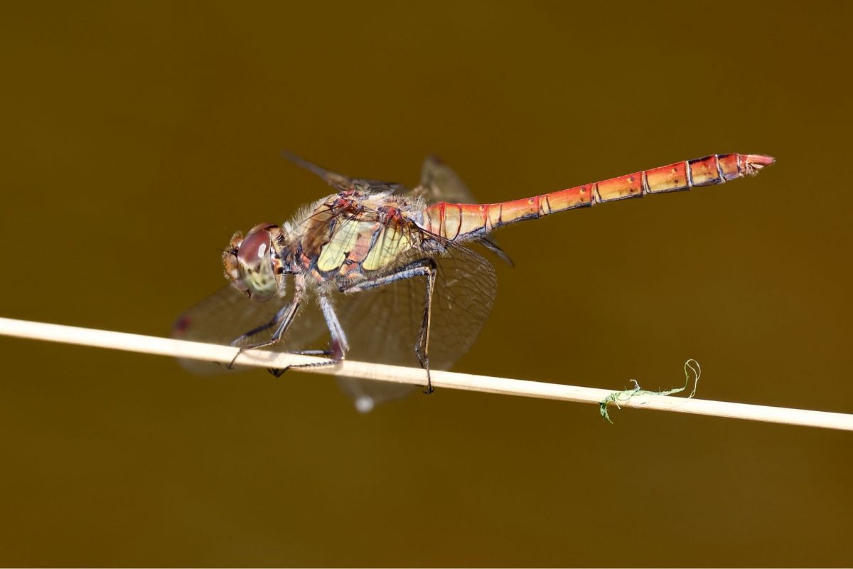 Sympetrum striolatum  - Andrea Galimberti