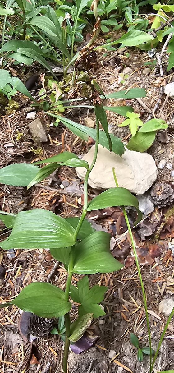 Epipactis helleborine var. minor  - Claire Perrachon