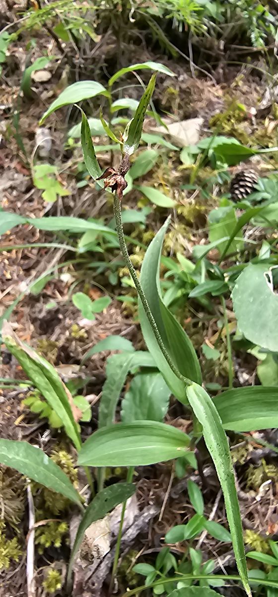 Epipactis helleborine var. minor  - Claire Perrachon