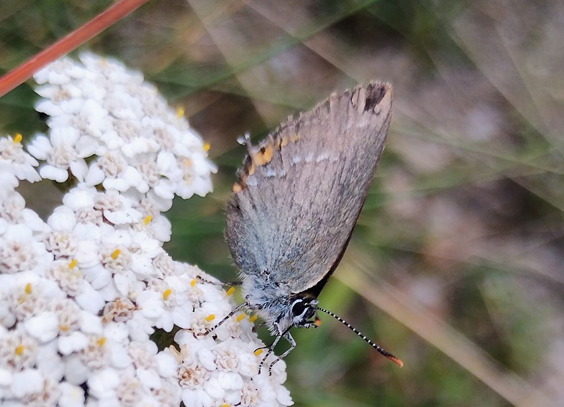 Satyrium ilicis  - Marco Cortemiglia