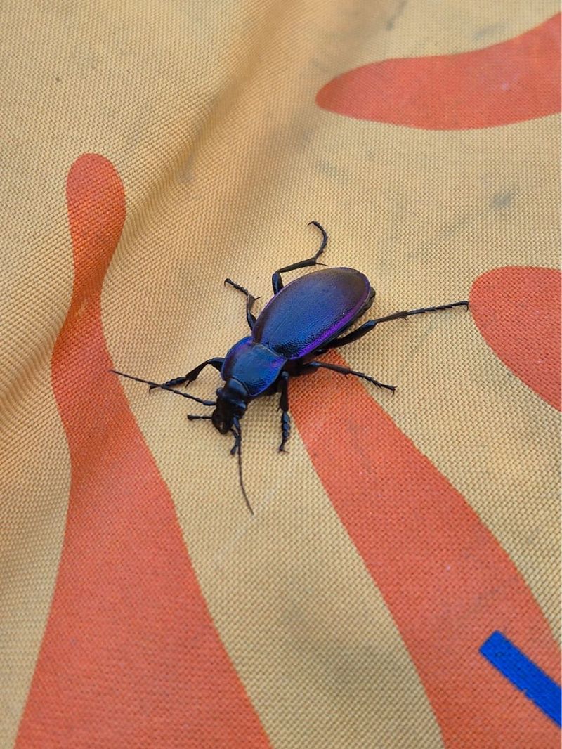 Carabus violaceus  - Maria Rita Gelso