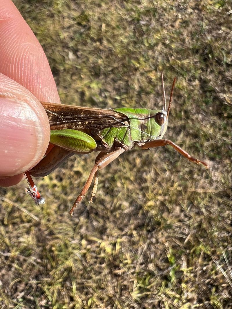 Locusta migratoria  - Yvan Ciesla